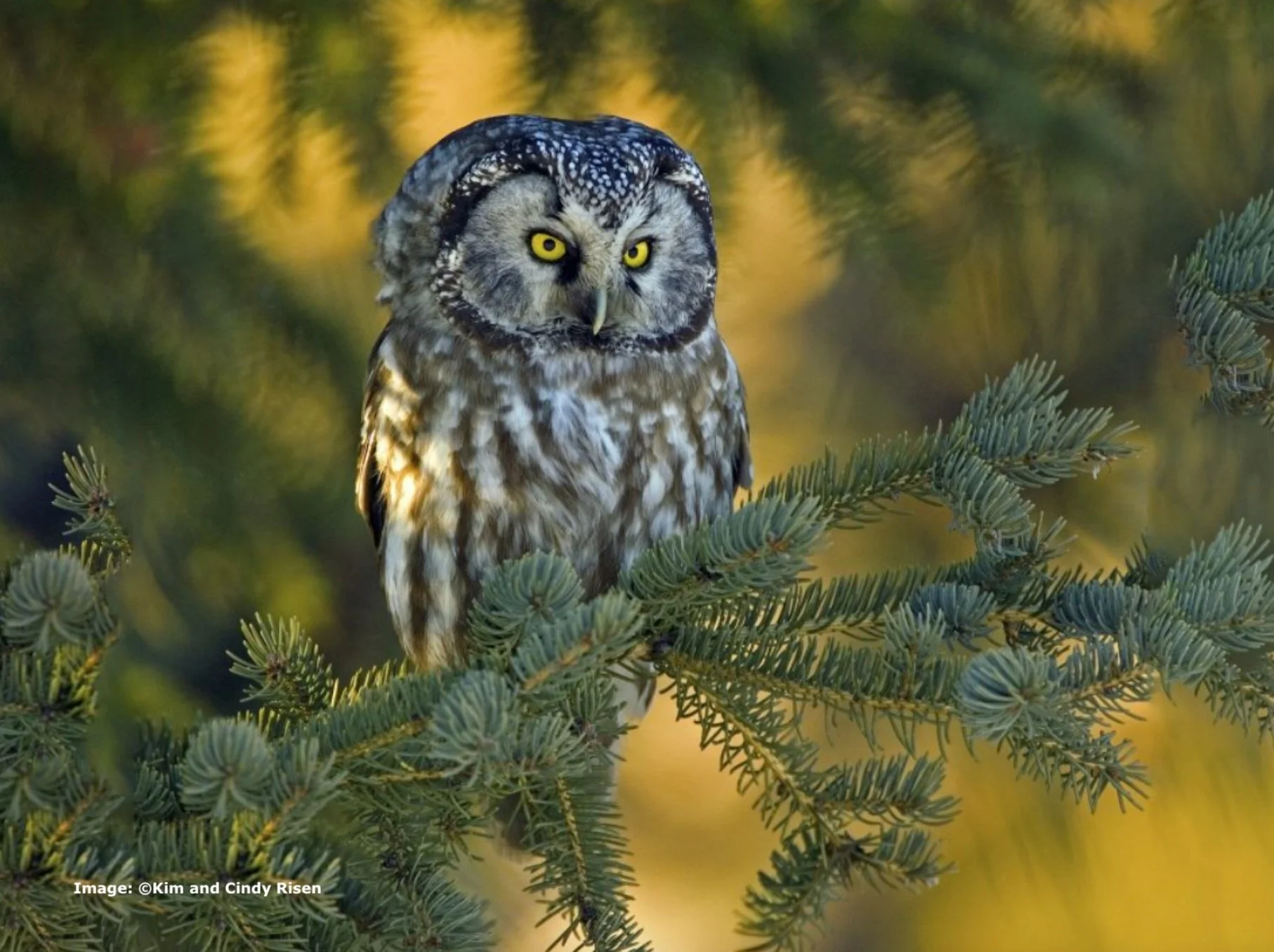 Winter Owls, Hawks and Others in Minnesota, Rarities and Residents!