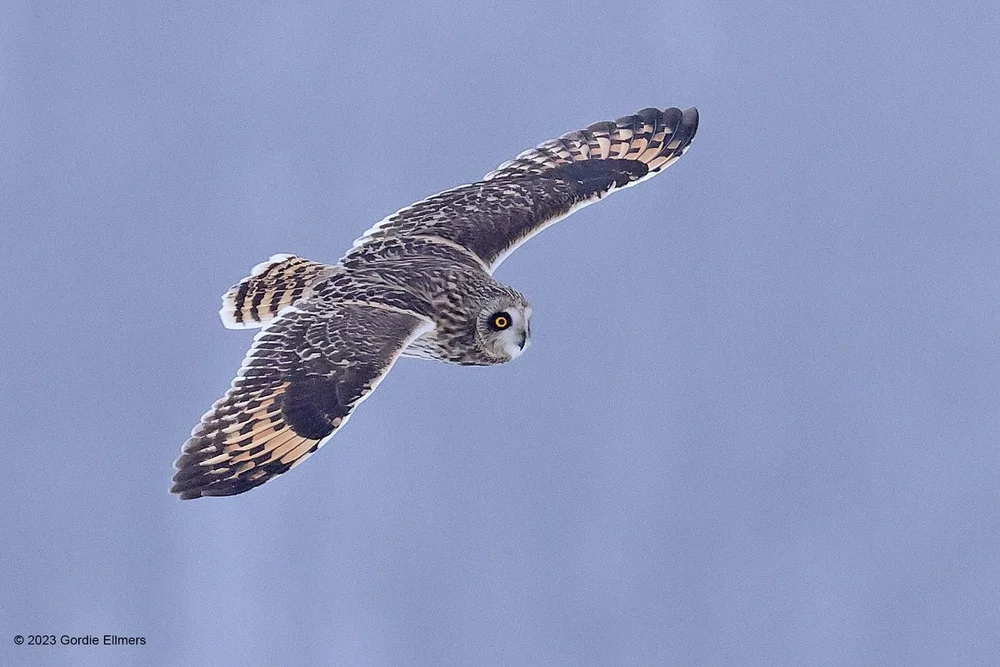 Owl. SE. 02.23.233.jpeg