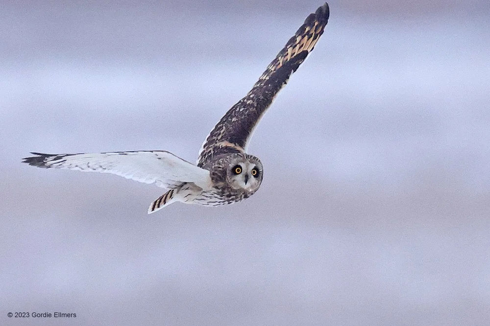 Owl. SE. 02.23.23-1.jpeg