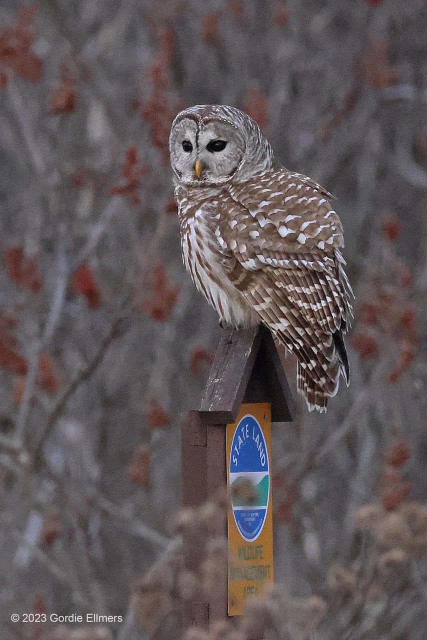 Barred Owl, Grassland Bird Trust, Fort Edward, NY 