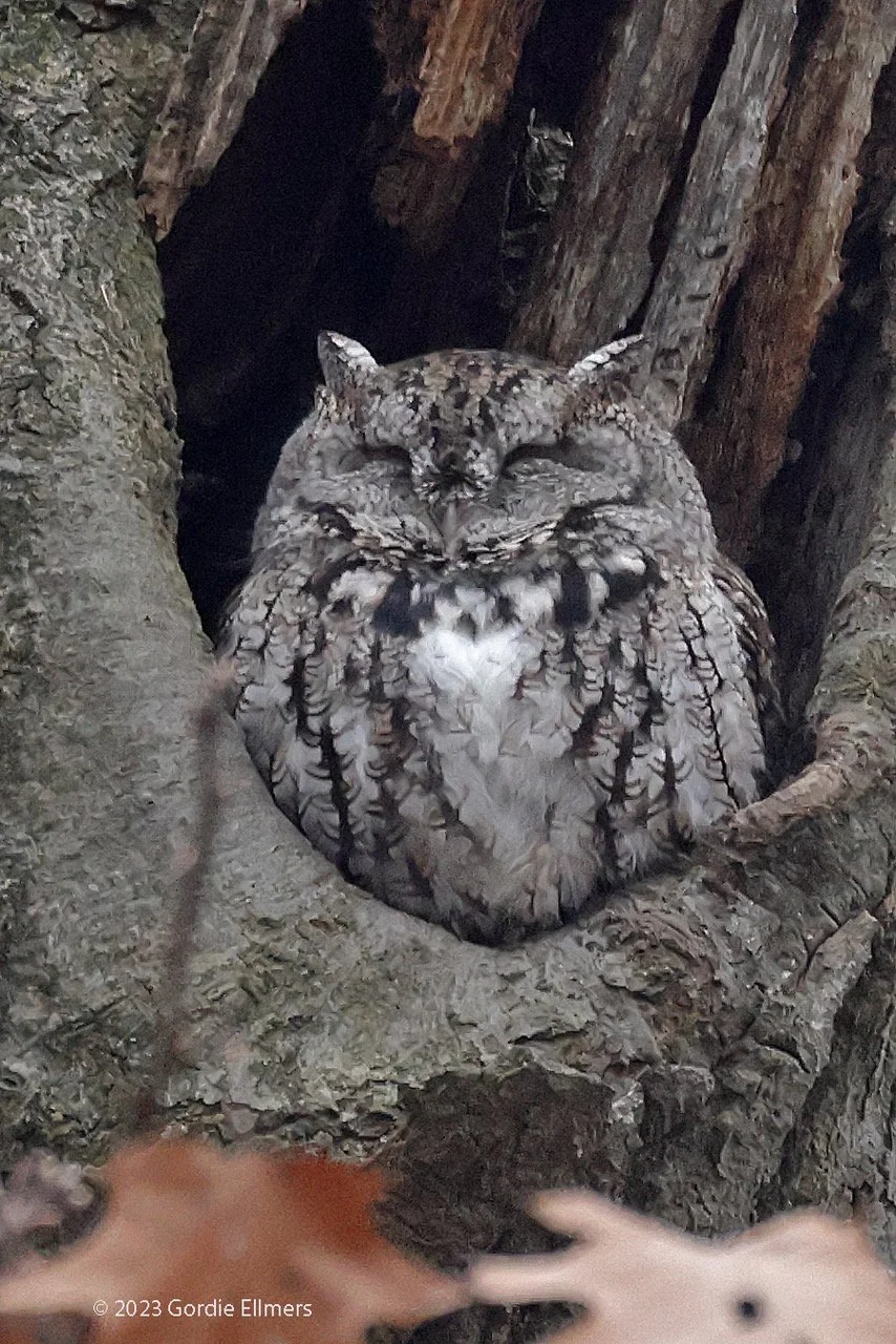 Screech owl - sleeping. New York 