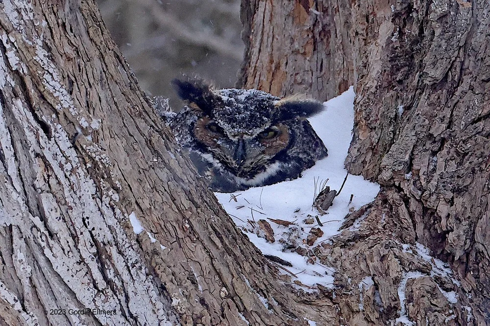 Sitting on the nest. Image: ©Gordon Ellmers 