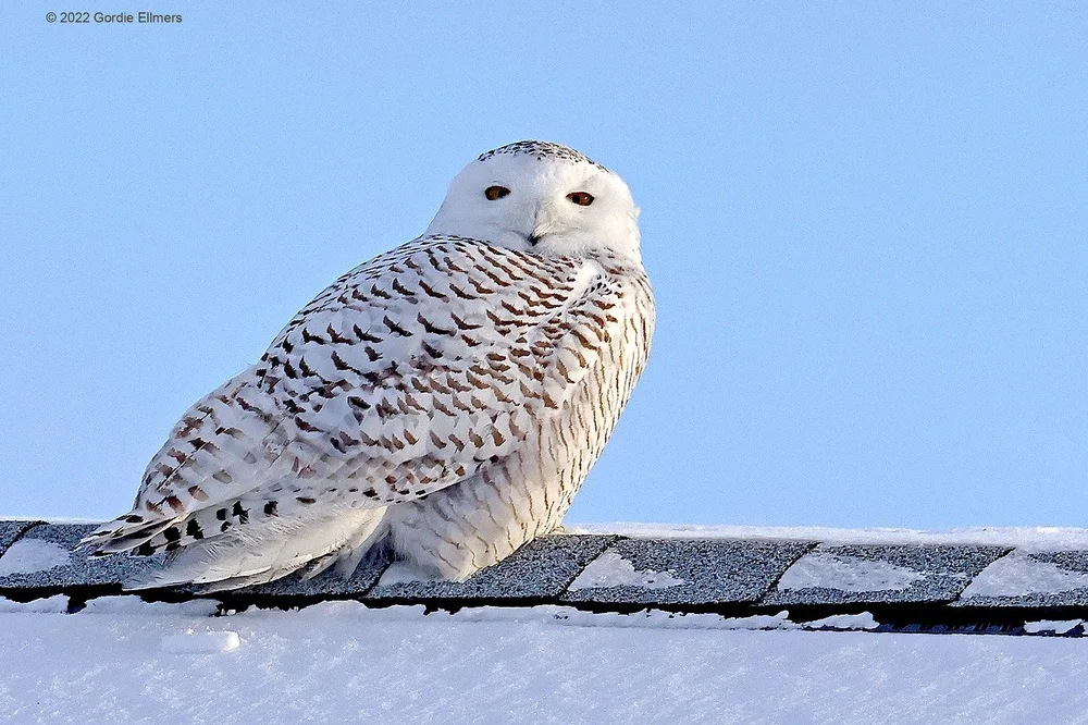 Snowy Owl on a roof top, Fort Edward, New York. Image: ©Gordon Ellmers 