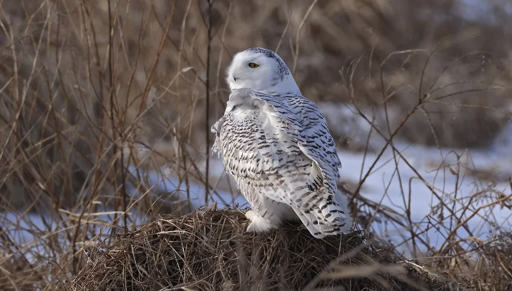 The Grassland Bird Trust welcomes a Snowy Owl. Image: ©Gordon Ellmers 