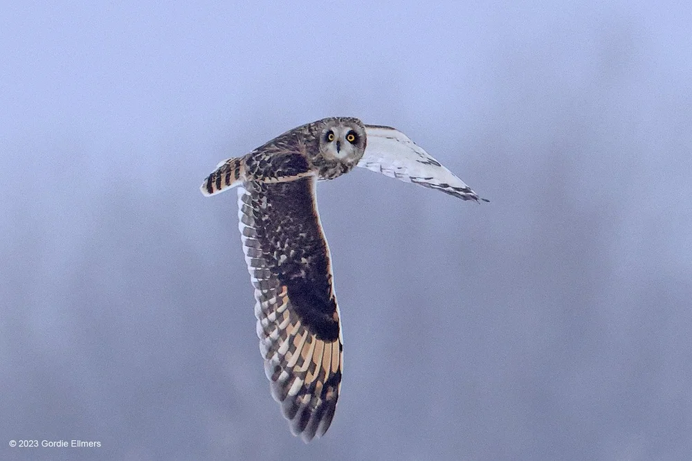 Owl.SE 02.23.23-5.jpeg