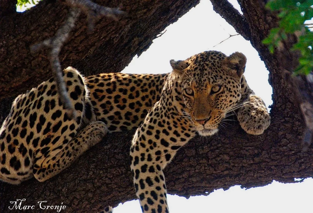 Leopard. Image ©Marc Cronje  (Copy)