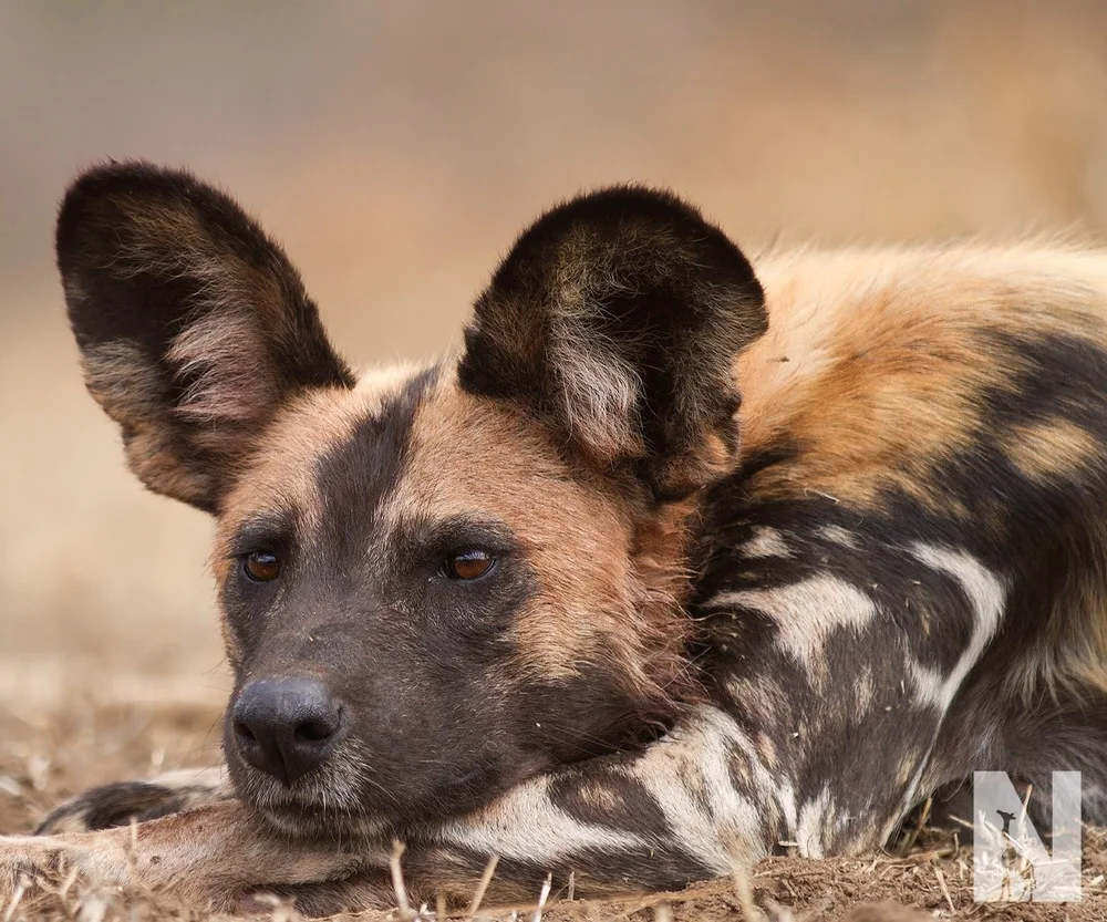 African Painted Dog: Image ©Nature Travel Africa  (Copy)