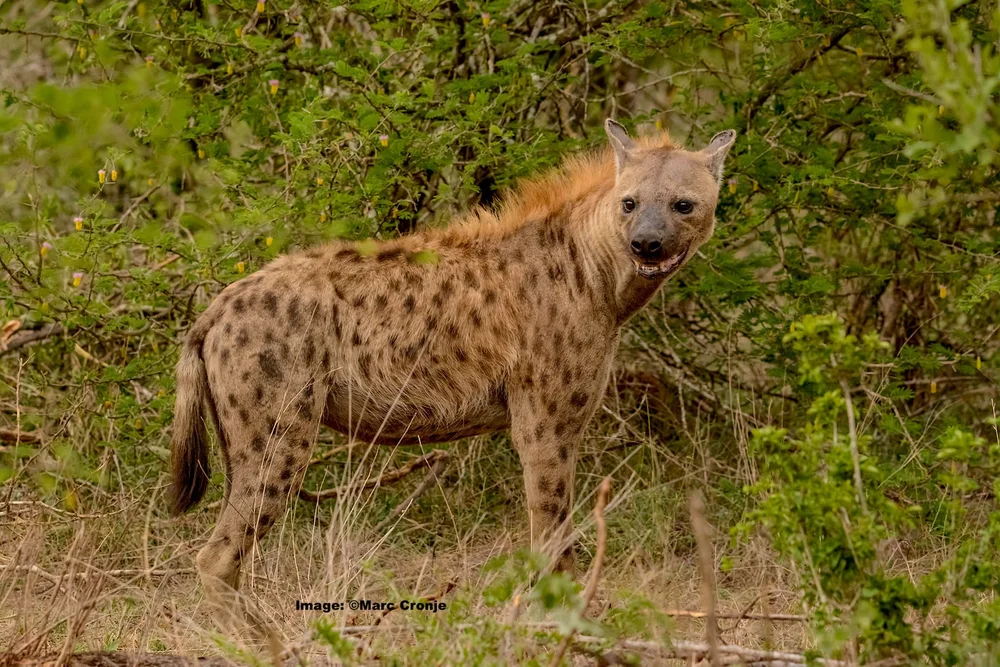 Spotted Hyena. Image ©Marc Cronje  (Copy)