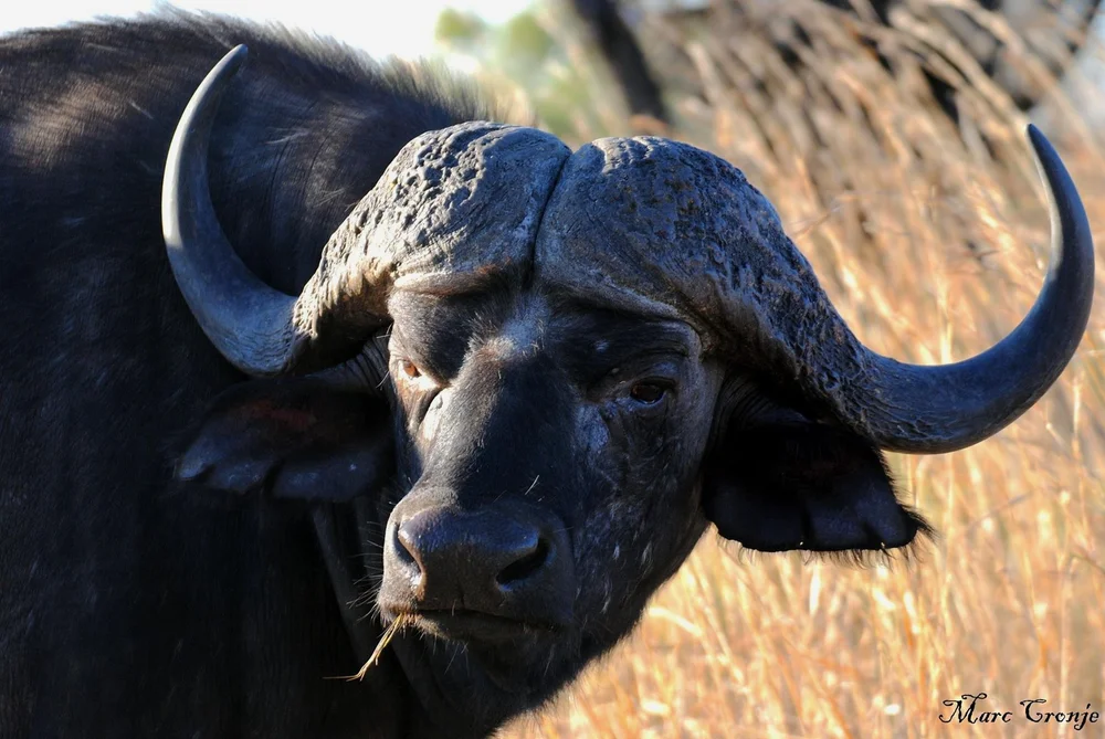 Cape Buffalo  Image: ©Marc Cronje  (Copy)