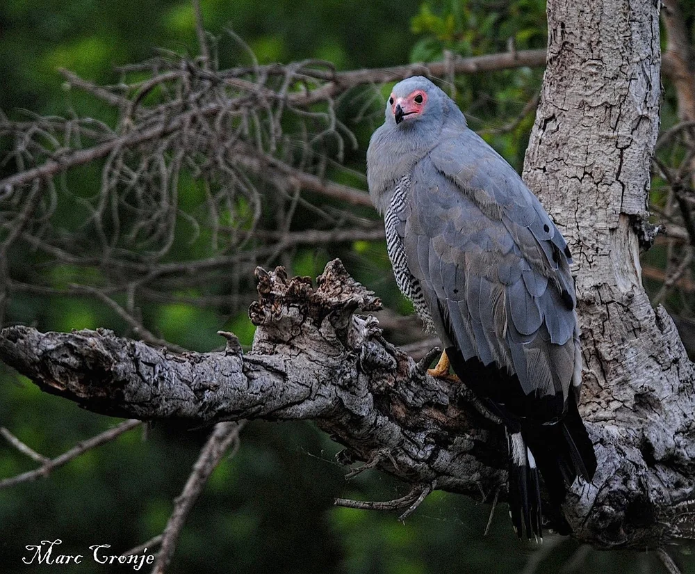 African Hawk harrier in Kruger. Image ©Marc Cronje  (Copy)