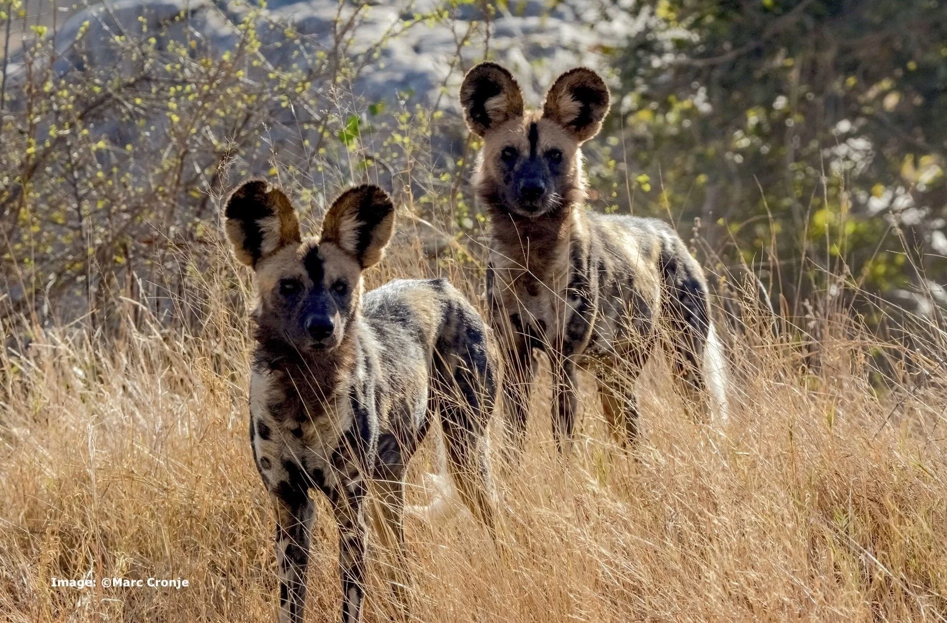 South Africa, African Painted Dog Safari with Cape Town Exploration Extension