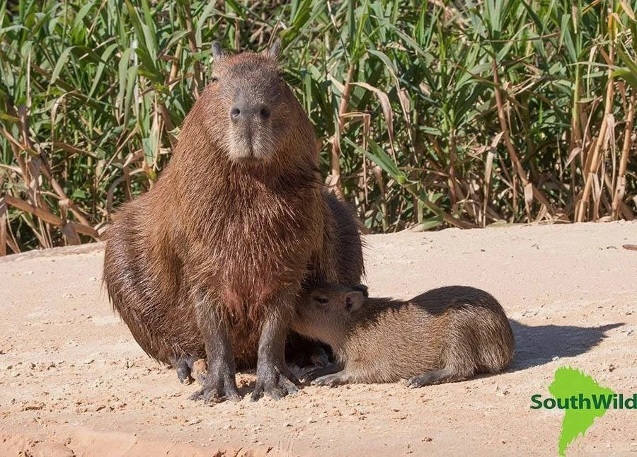 Capybara mom nursing