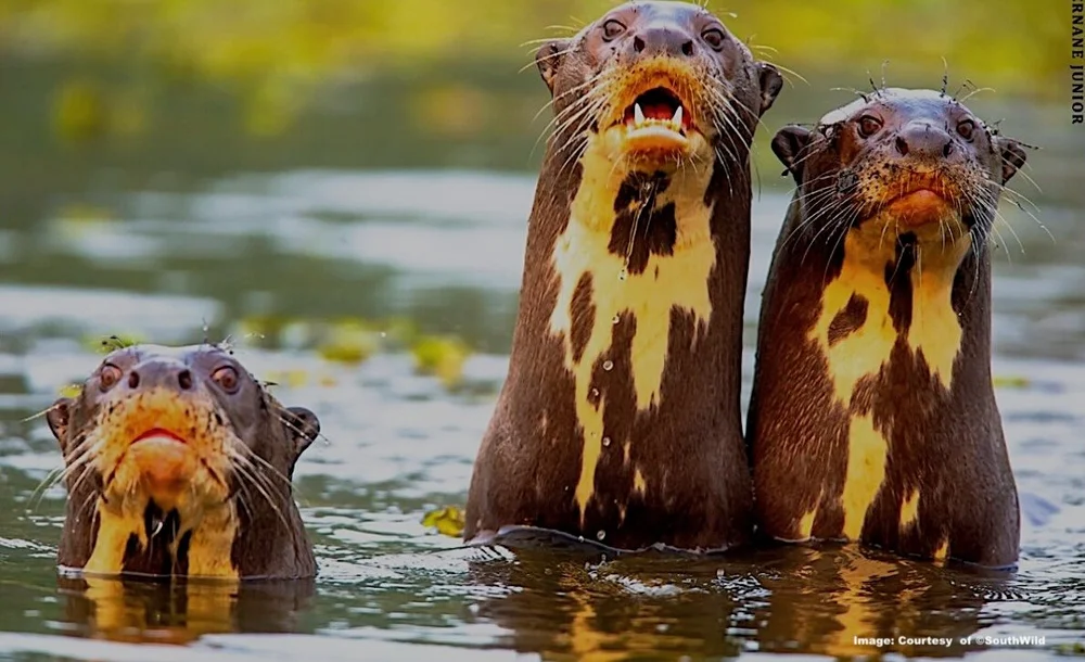 Giant Otter family 