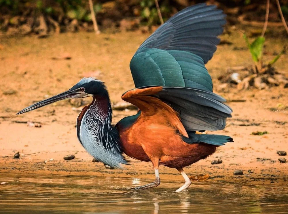 Rare Agami heron 