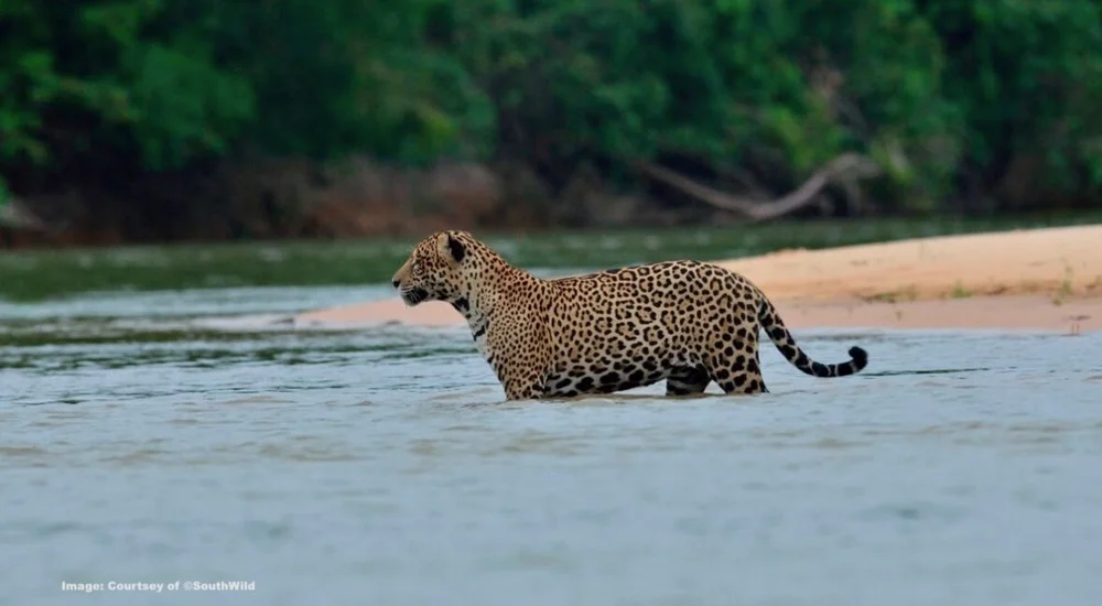 Leopard hunting in the river 