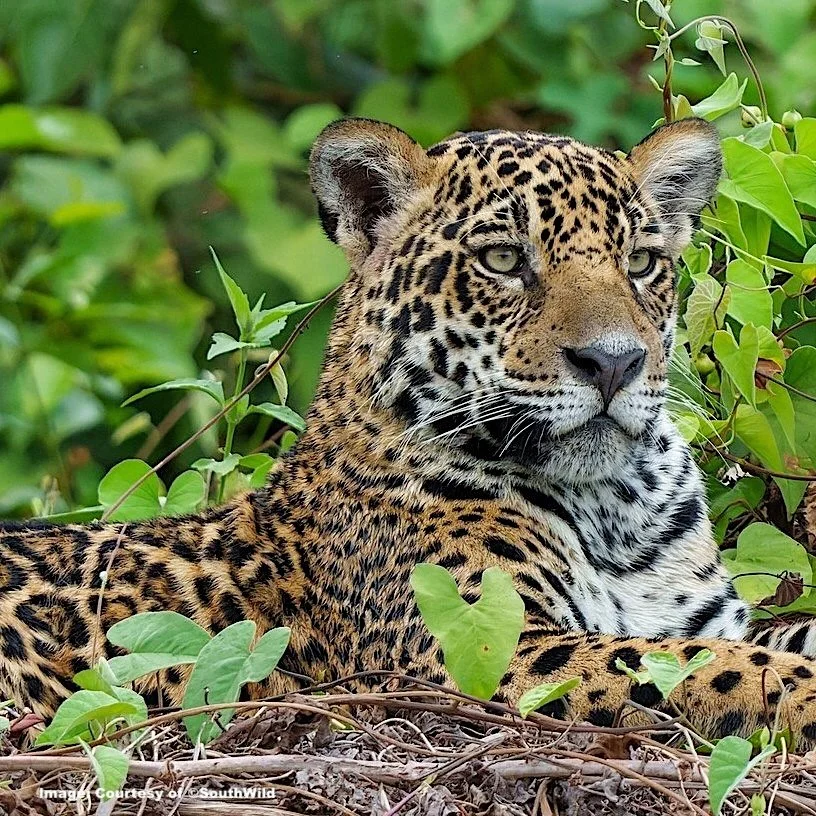 Enquiry: Jaguar Safari In Brazil