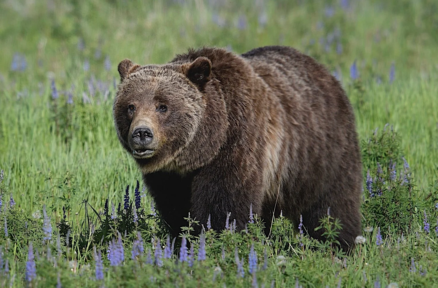 Grizzly 399, The Queen of the Tetons is Gone
