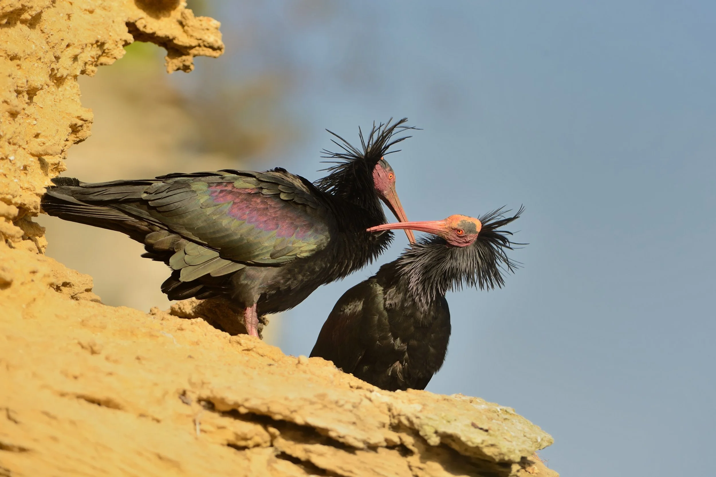 Spring Migration in Southern Spain