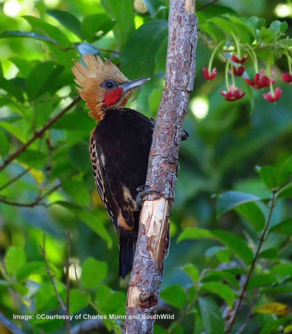 Blond-Crested Woodpecker, Courtesy of ©SouthWild