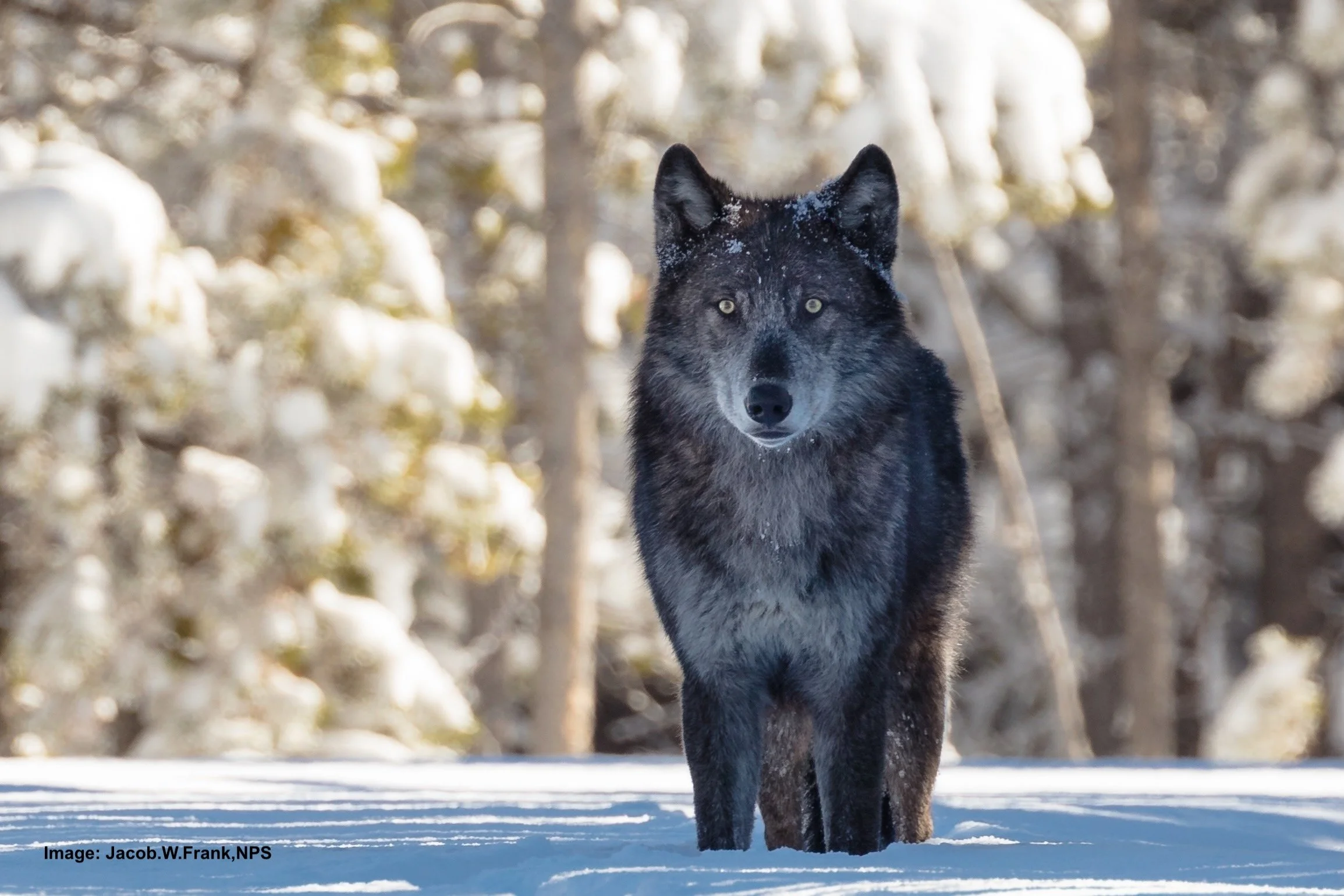 9+Great Books on Wolves, 2024 Update
