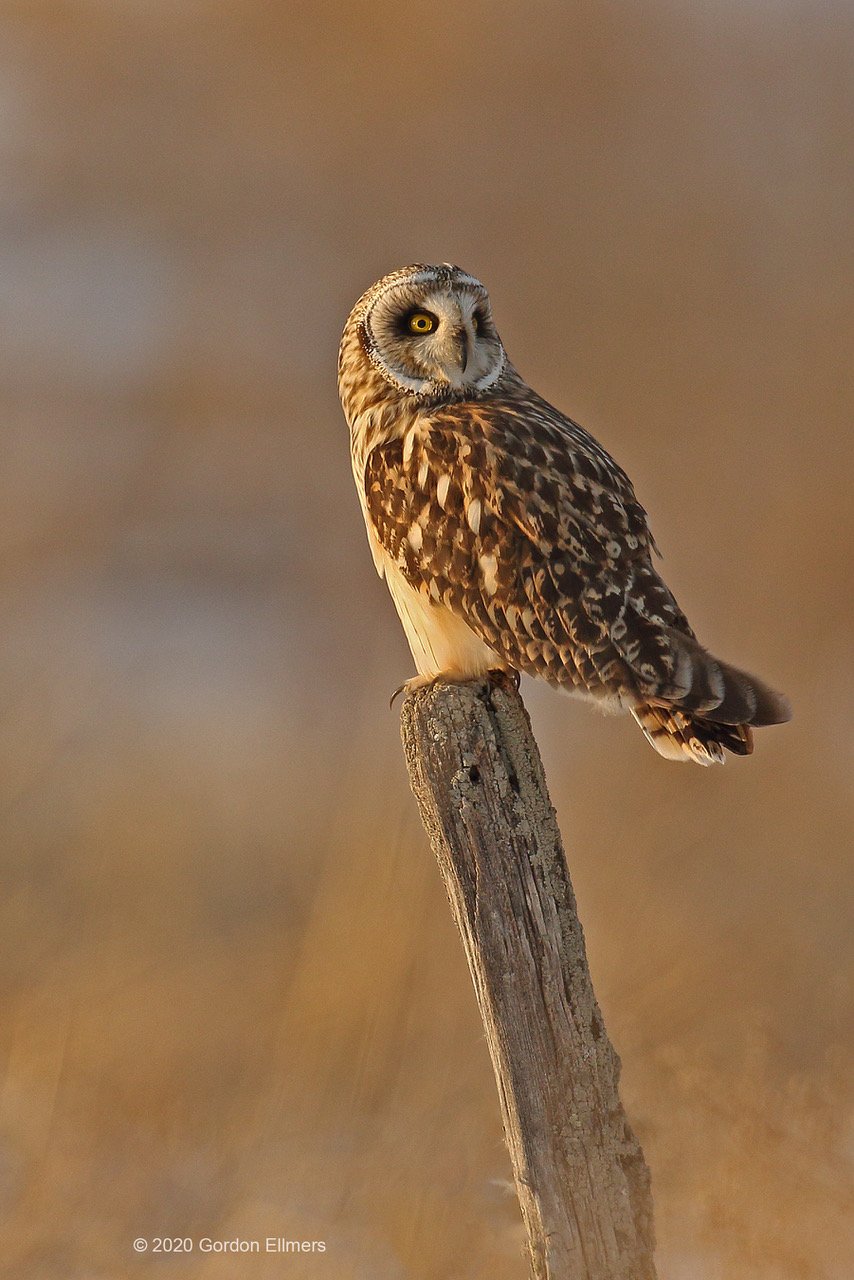 Short-eared owl 