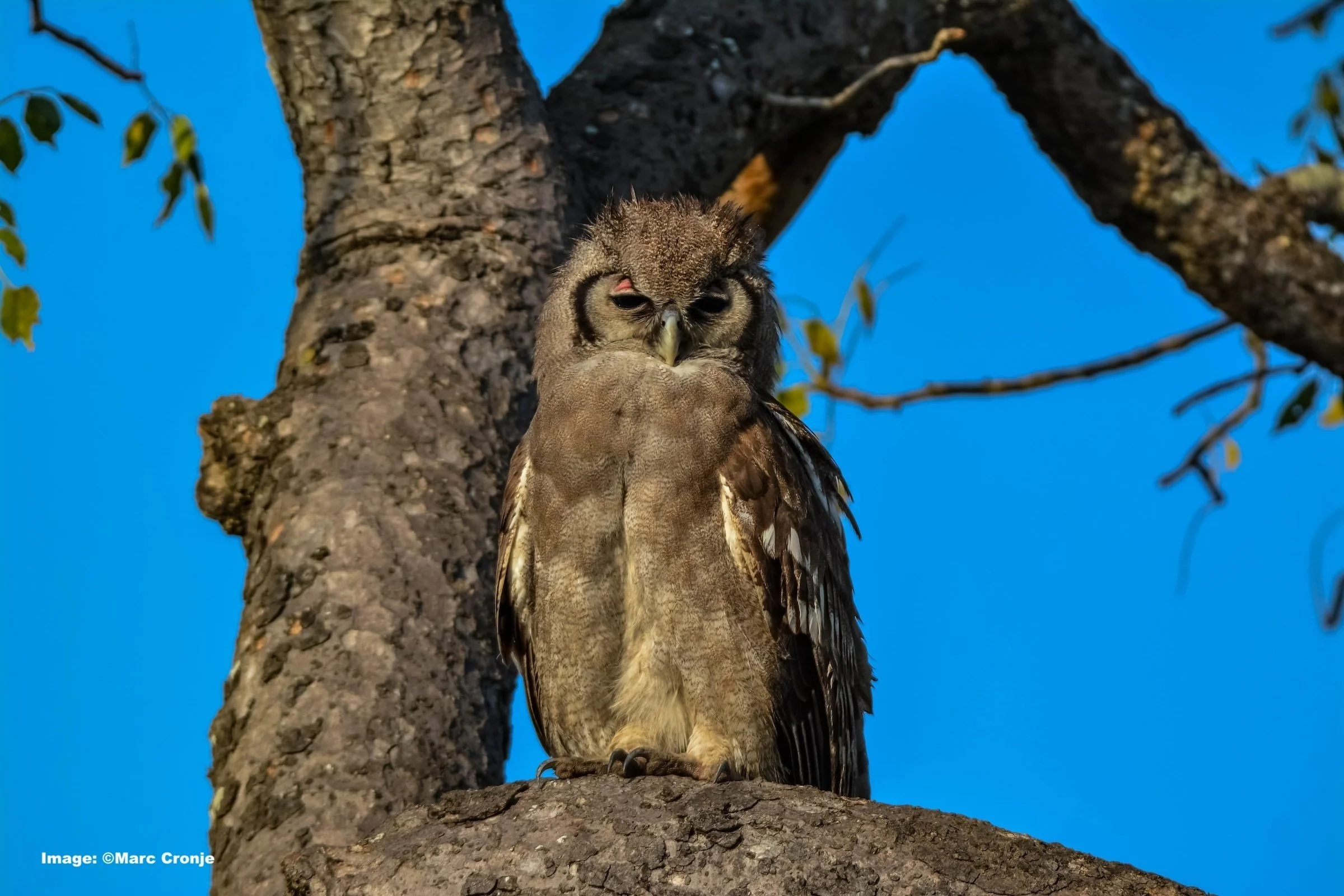 Verreaux's or Giant Eagle-Owl