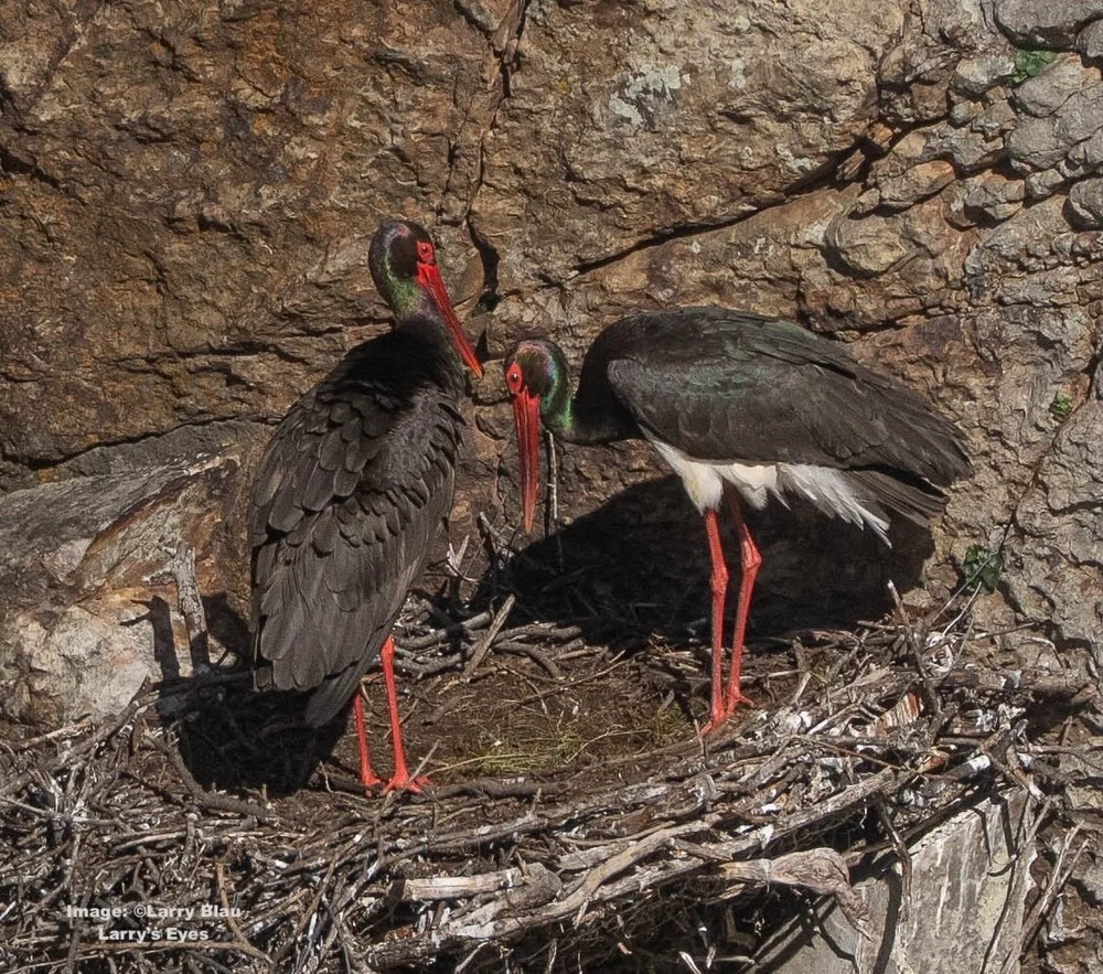 Black Stork back on the nest with its mate Image: ©Larry Blau 