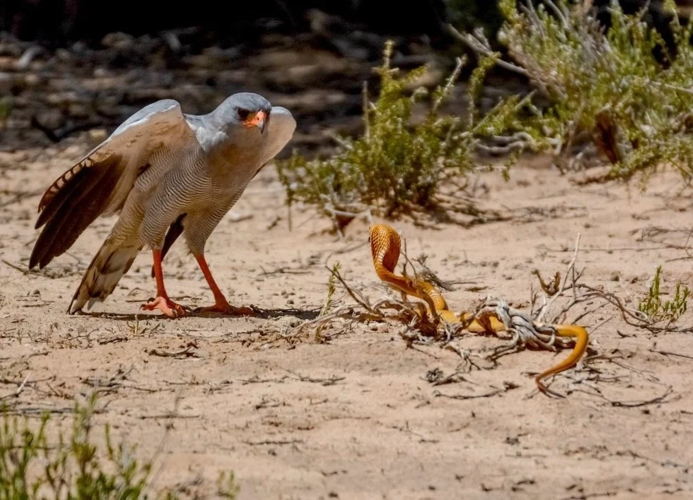 Enquiry: Raptor &amp; Wildlife Conservation Safari