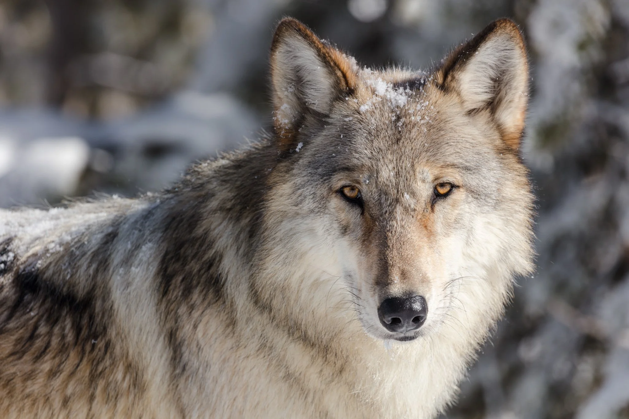 Enquiry: Yellowstone Winter Wolf Watching