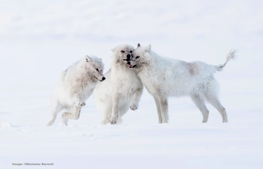The joy of the pack! 