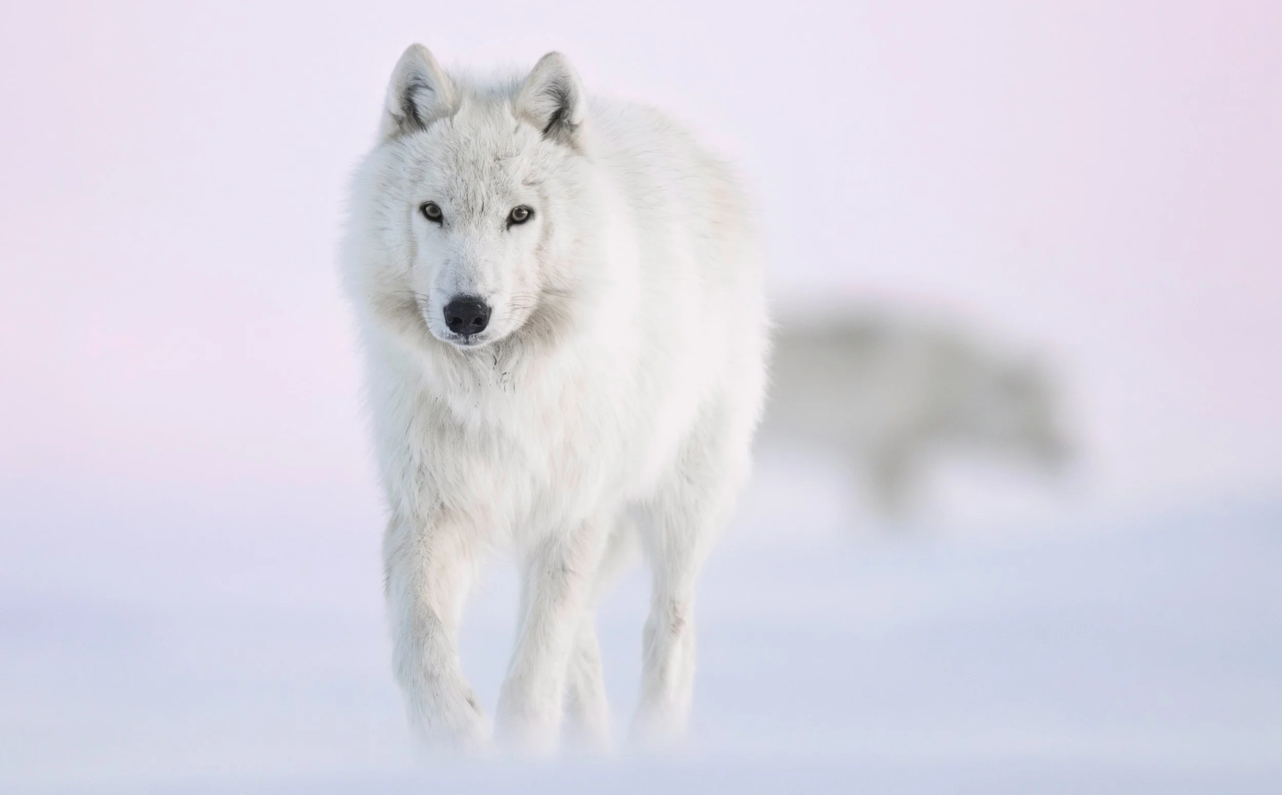 Arctic Wolves, One Woman’s Experience on Ellesmere Island