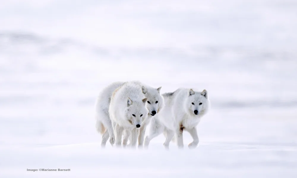 Pack of three approaching