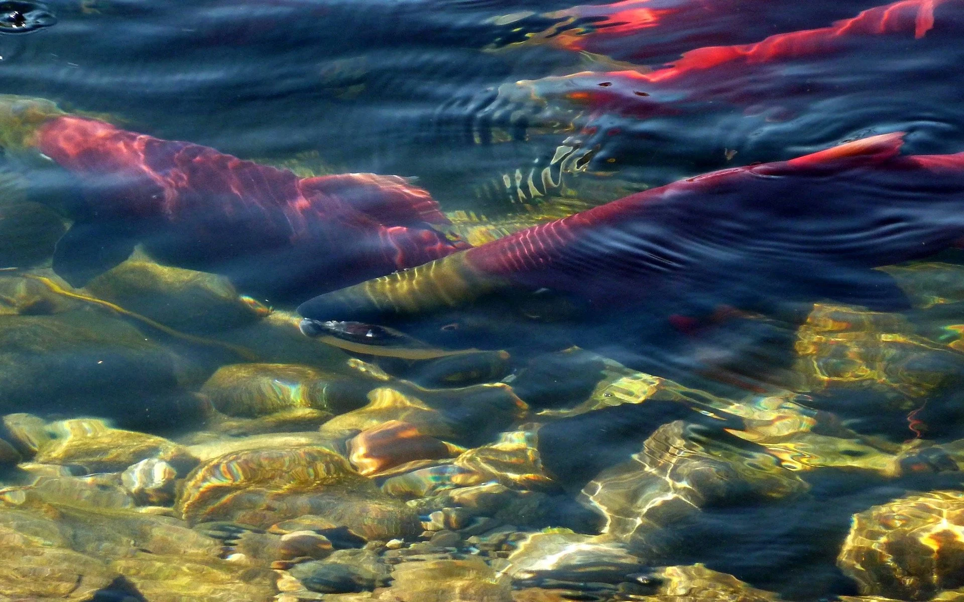 Sock-eye Salmon, critical for Beluga Whale recovery 