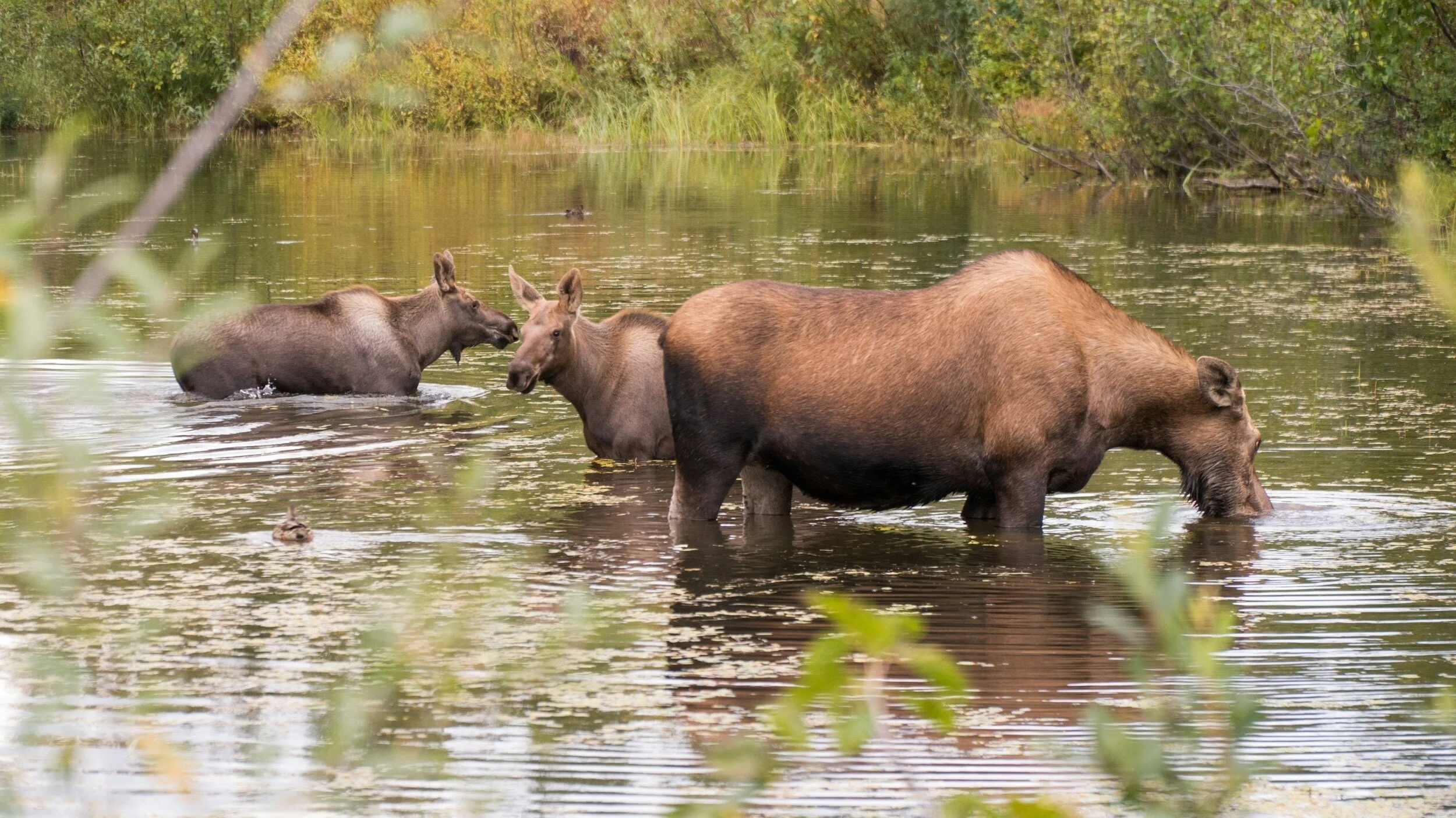 Eklutna Lake, critical habitat for moose and Endangered Brown Nose Bats 
