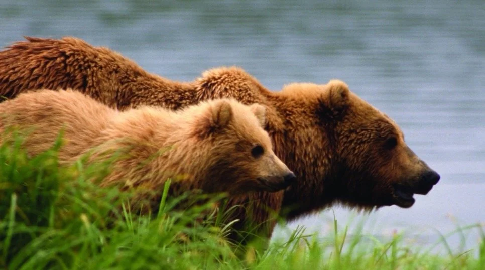 The fight to save Mulchatna Brown Bears