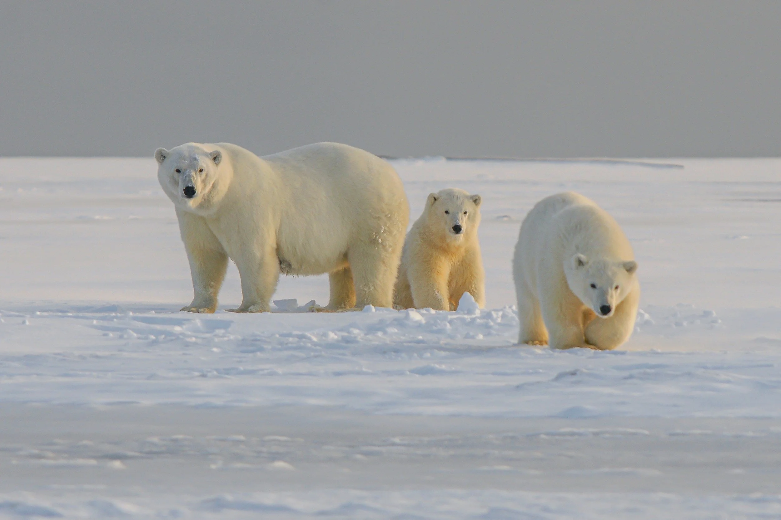 Polar Bears left due to oil and gas operations
