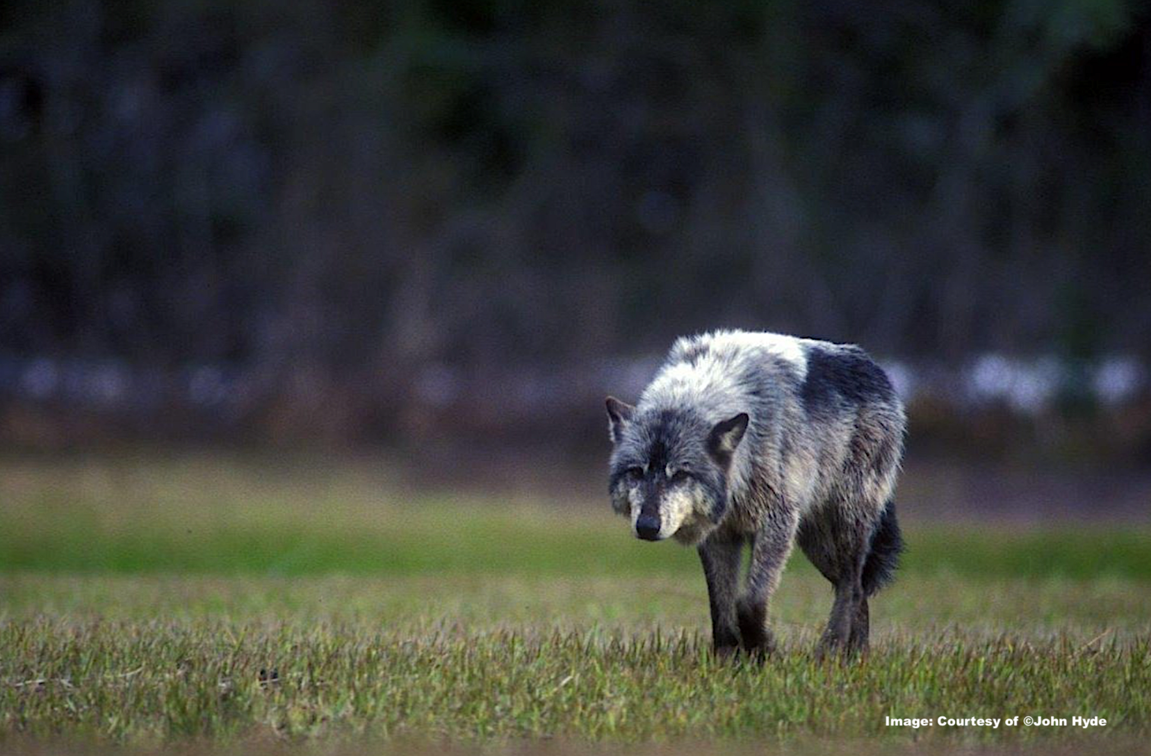 Alexander Archipelago wolves