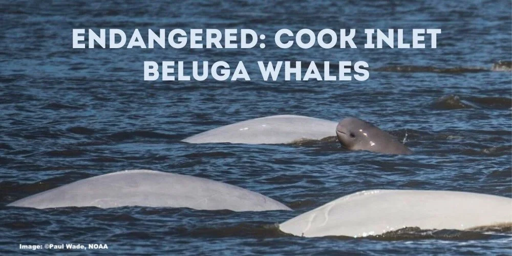 Endangered Cook Inlet Beluga Whales 