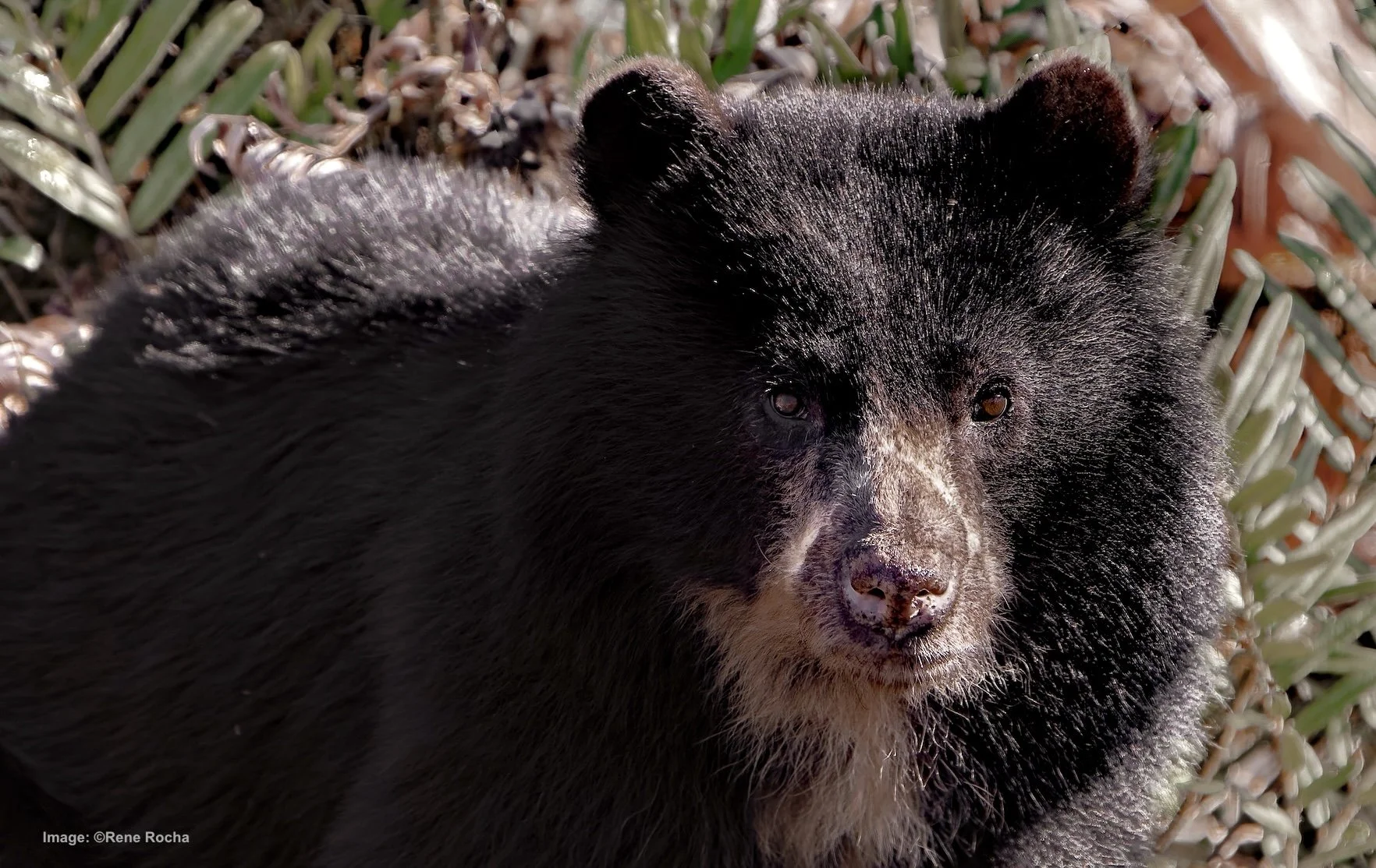 Andean Bear. Image: ©Ivan Rochas