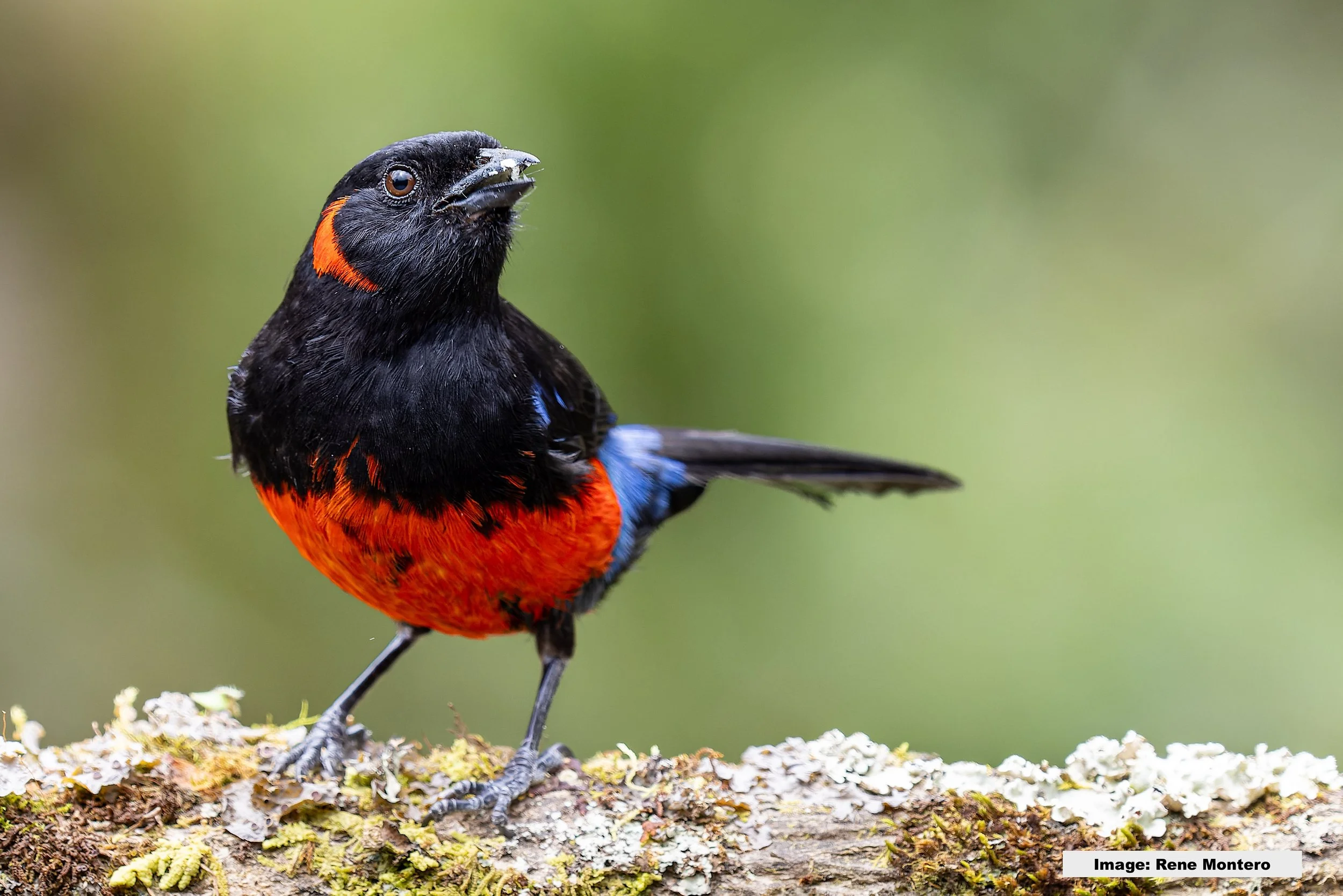 Scarlet-bellied Mountain Tanager Image: Rene Montero