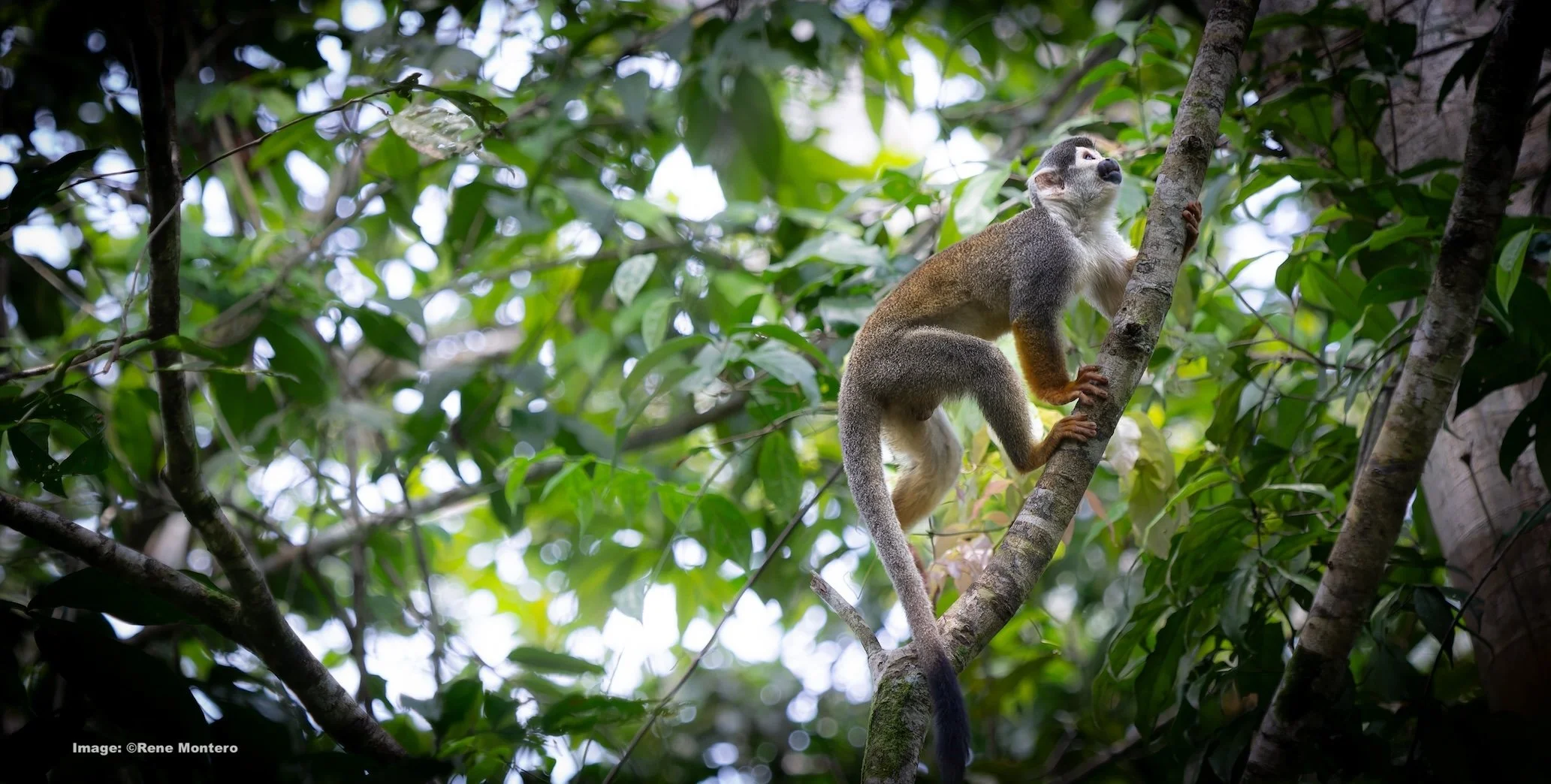 Humbolt's Squirrel Monkey. Image: ©Rene Montero