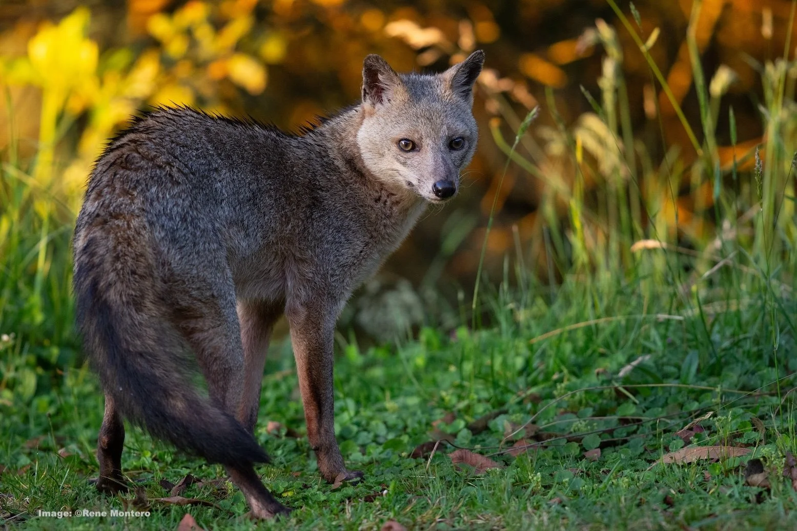Crab-eating fox. Image: ©Rene Montero
