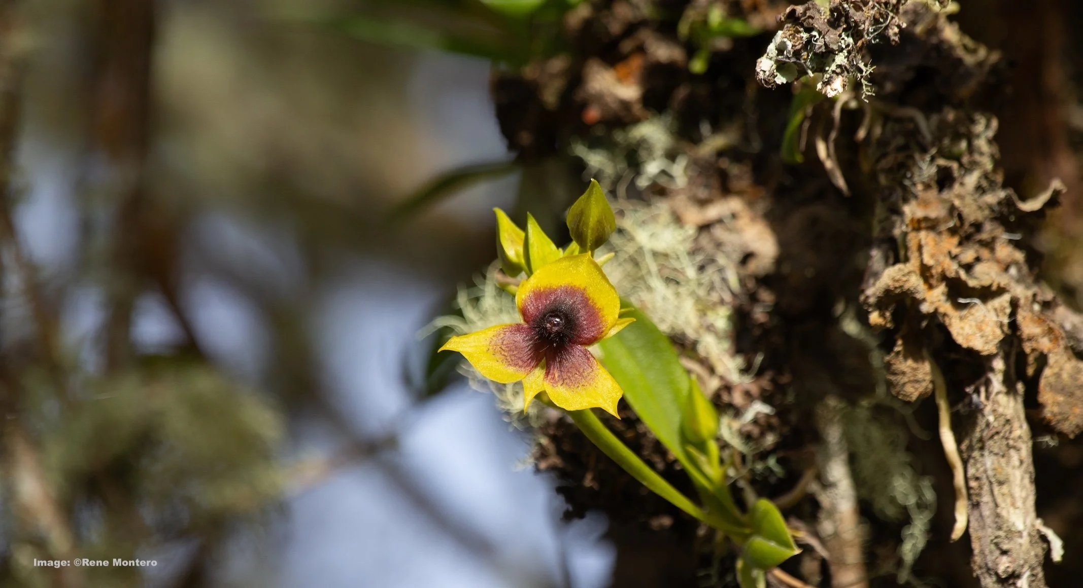 Telepogon Berthae Orchid. Image: ©Rene Montero