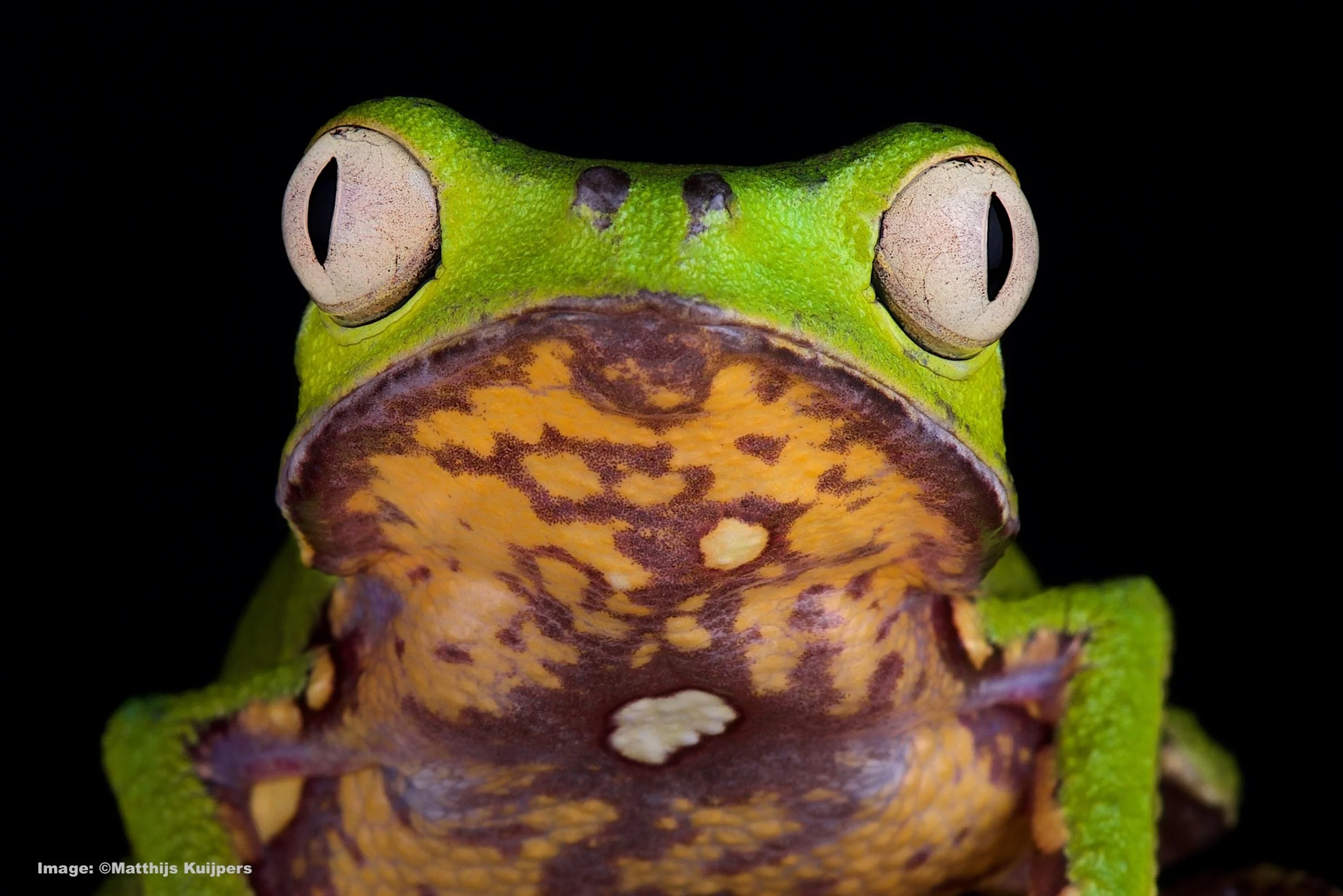 White-lined Leaf Frog Image: ©Matthijs Kuipers
