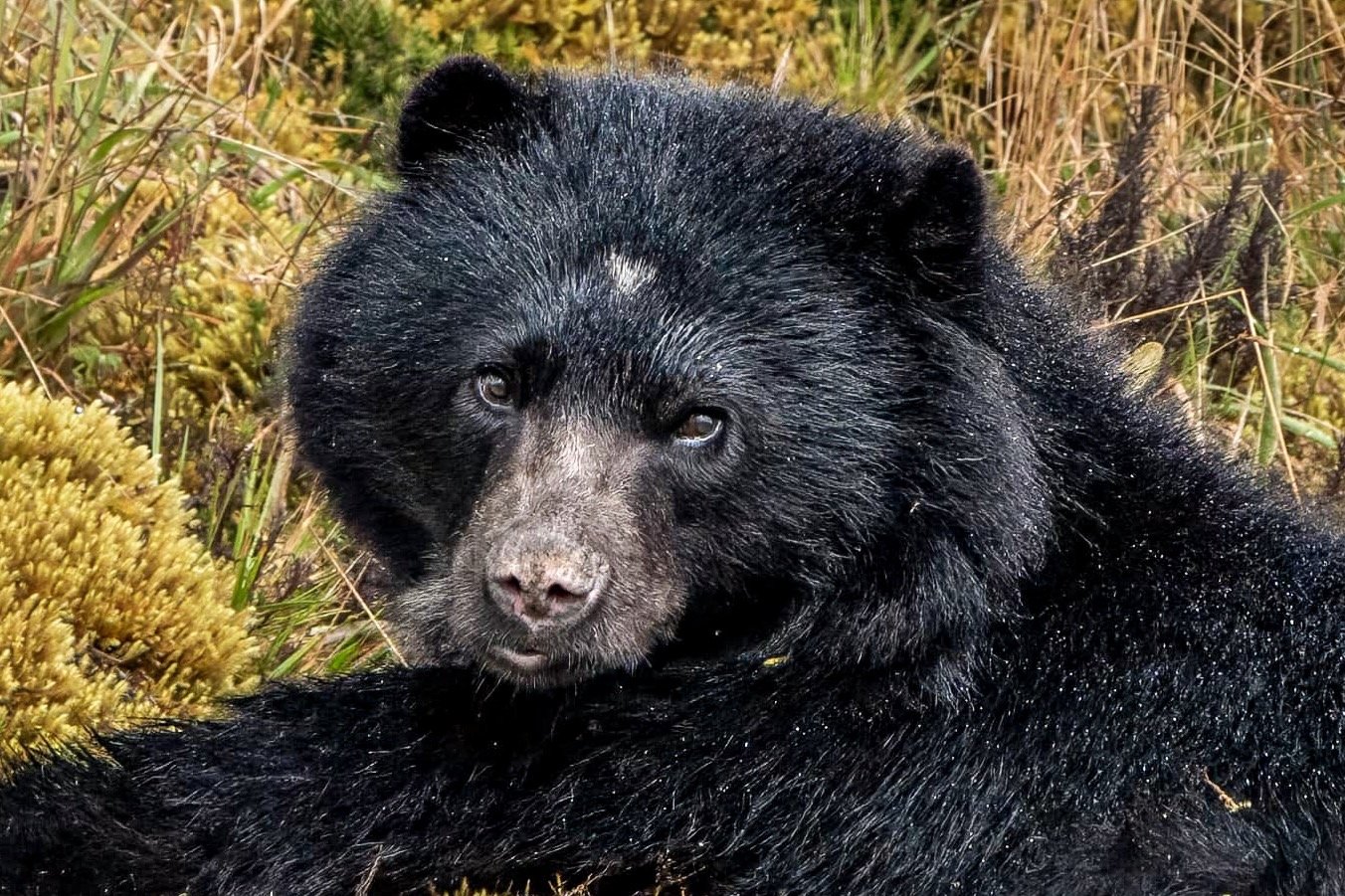 Andean Bears and Monkeys: Stories of Wildlife Co-existence in Colombia!