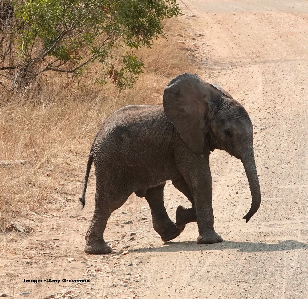 Baby Savannah Elephant 