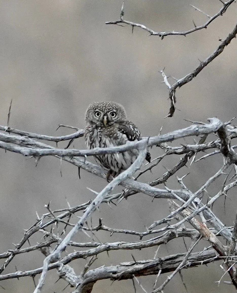 Pearl-Spotted Owlet Image ©Amy Groveman 