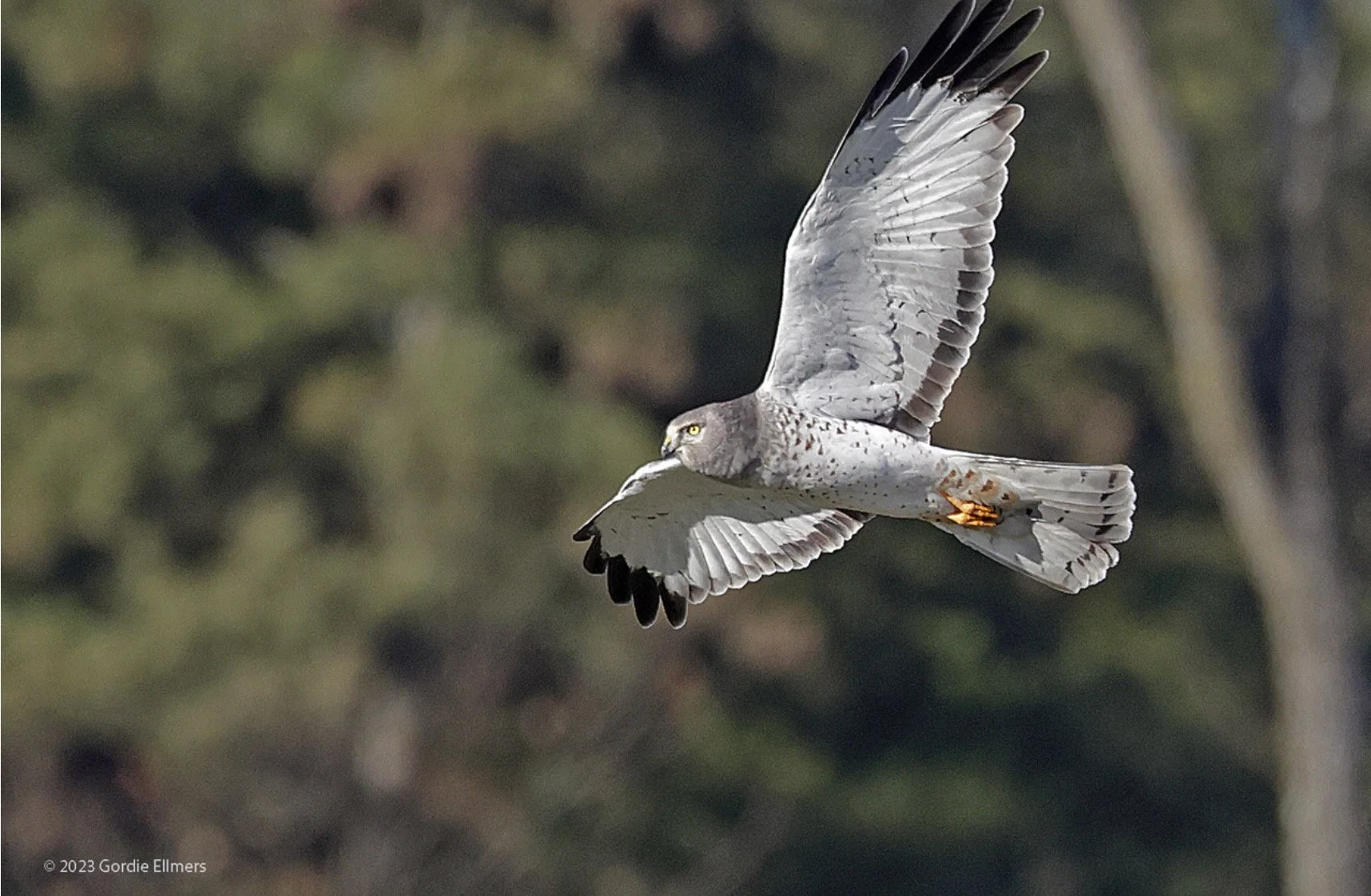 Help Balance Vital Clean Energy and Biodiverse Ecosystems in New York State