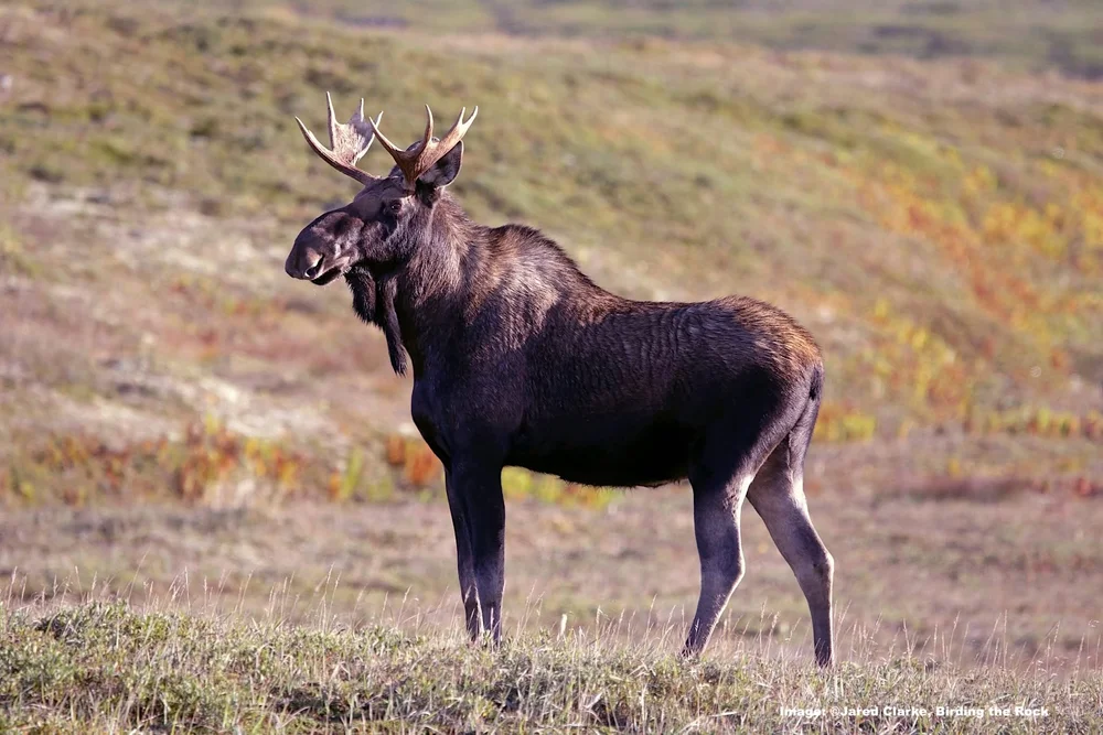 Moose! Image: ©️Jared Clarke 