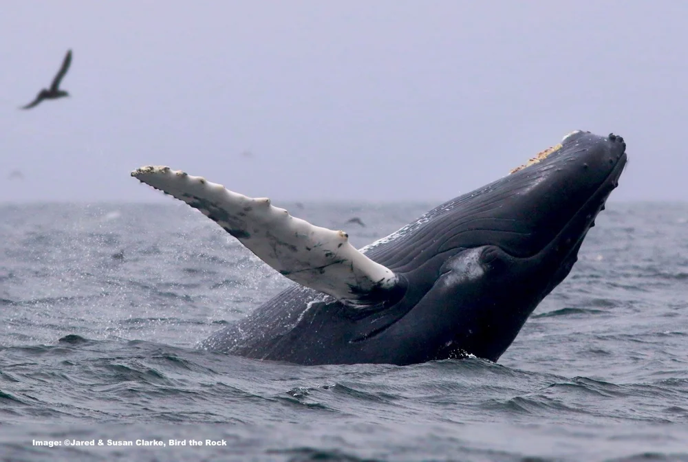 Breaching Humpback Whale off Newfoundland 